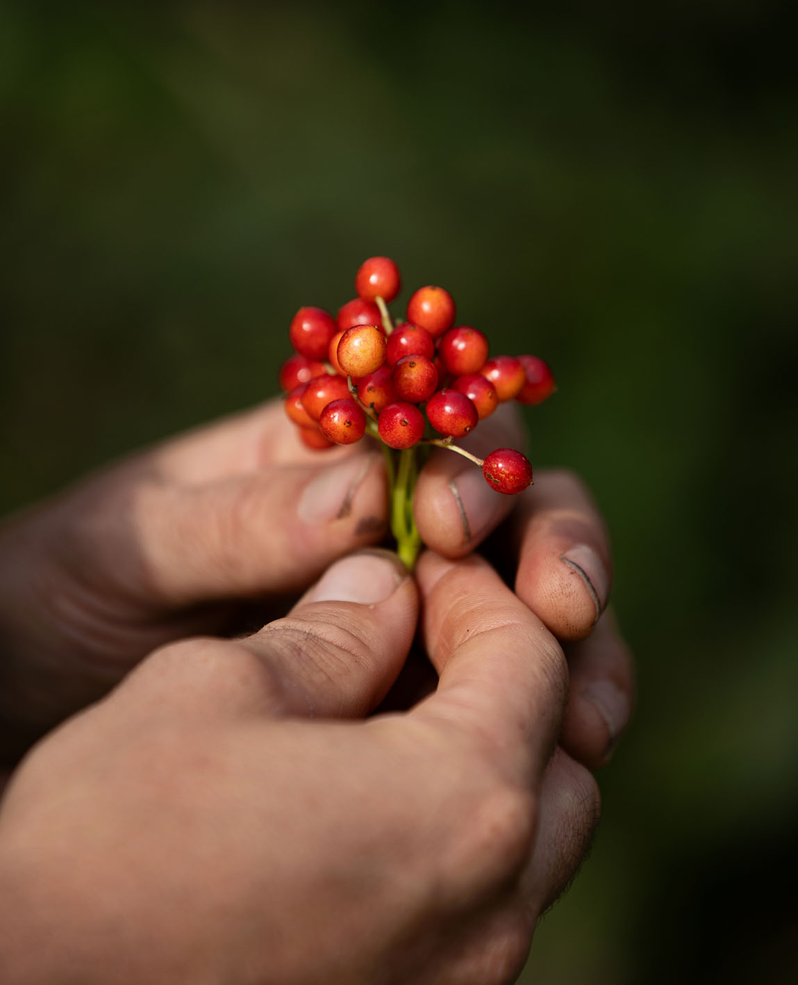 Manuel Rousseau - Graine de Bocage