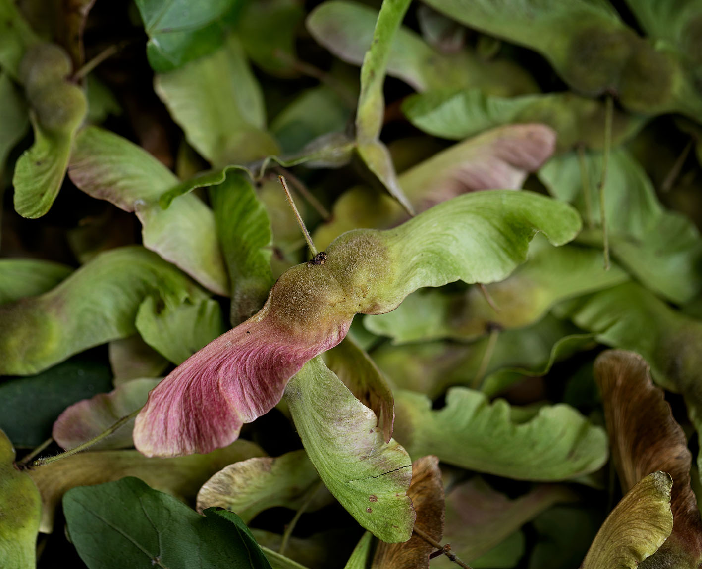 Manuel Rousseau - Graine de Bocage